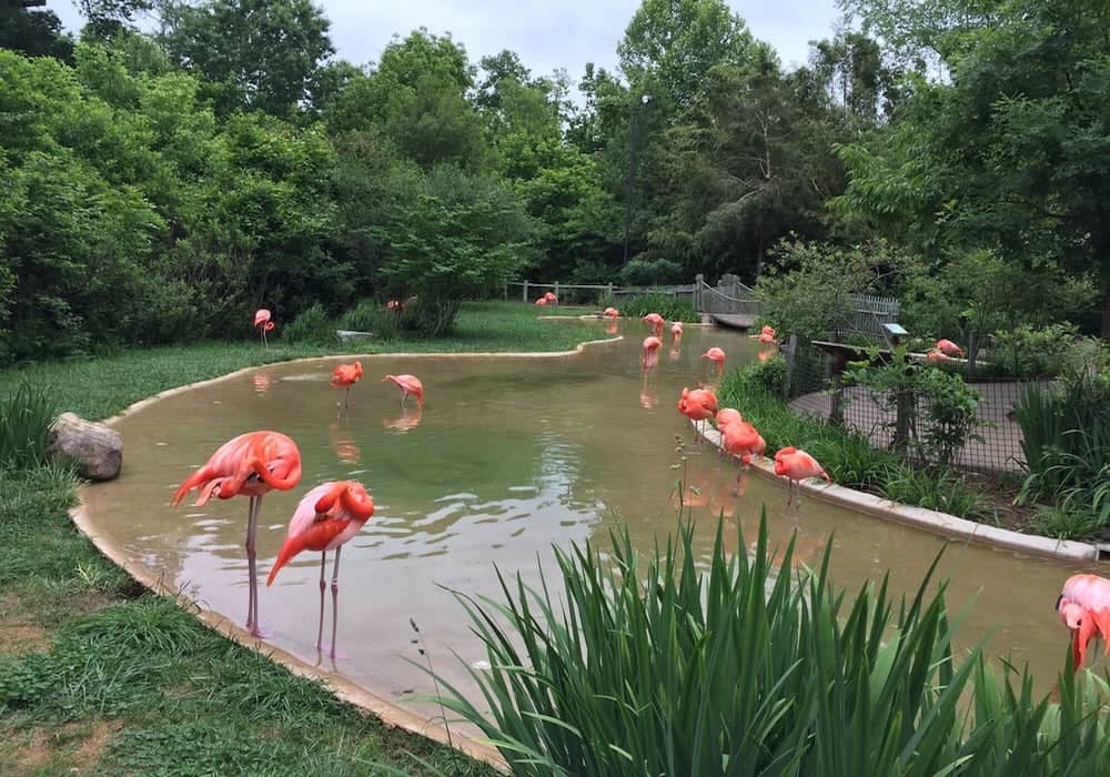 Nashville Zoo guide– Pink Flamingos