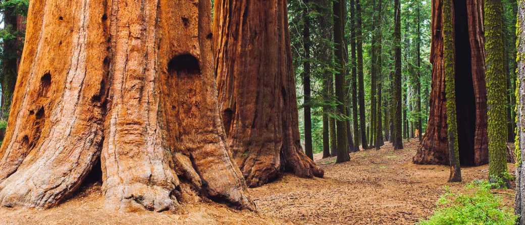 Sequoia National Park in California, United States